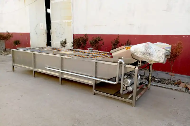 Mustard shreds processing complete equipment assembly line